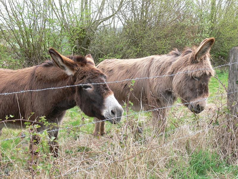 Mont Saint Michel 2010 - 107.jpg